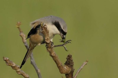 Long-tailed Shrike  Goa