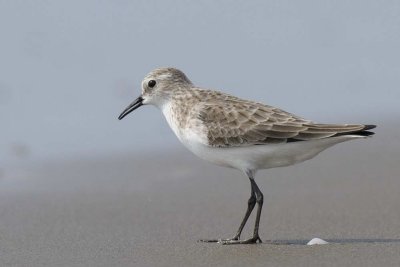 Stint,Little