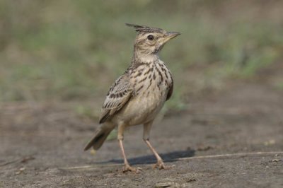 Malabar Crested Lark  Goa