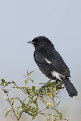 Pied Bushchat  Goa