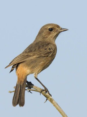 Pied Bushchat  Goa