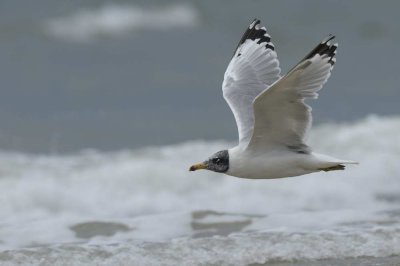 Gull,Pallas's