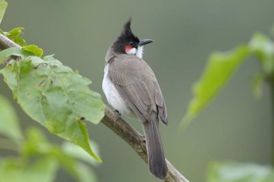 Red-whiskered Bulbul   Goa