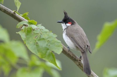 Red-whiskered Bulbul   Goa