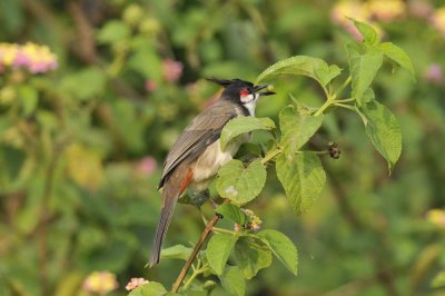 Red-whiskered Bulbul   Goa