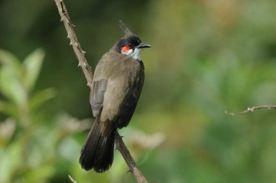 Bulbul,Red-whiskered