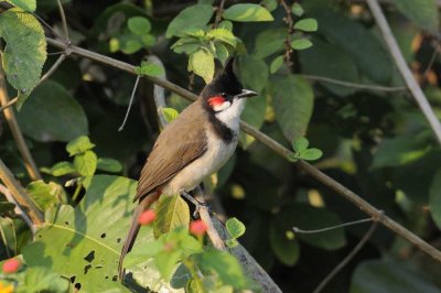 Red-whiskered Bulbul   Goa