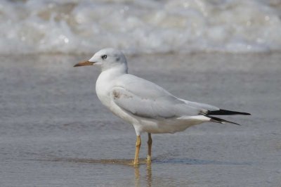 Slender Billed Gull  Goa