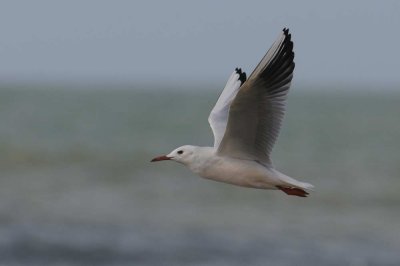 Slender Billed Gull  Goa