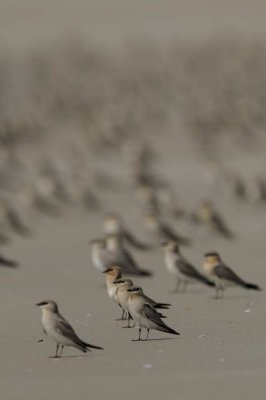 Small Pratincole   Goa,India