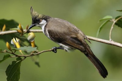 Red-whiskered Bulbul   Goa