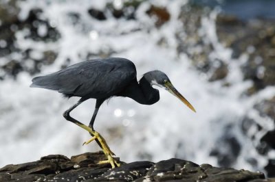 Western Reef Egret  Goa