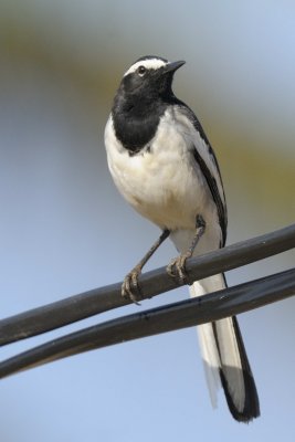 White-browed Wagtail    Goa