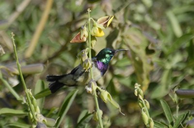 Sunbird,Variable