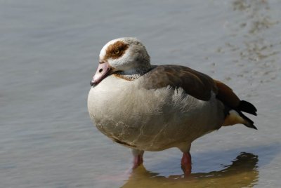 Egyptian Goose