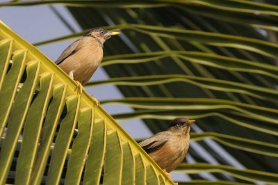 Brahminy Starling  Goa,India