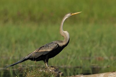 Oriental Darter  Kerala