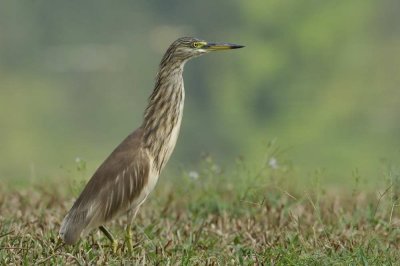 Indian Pond Heron  Kerala