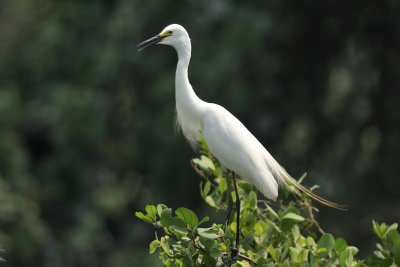 Intermediate Egret  Kerala