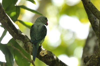 Malabar Parakeet  Kerala