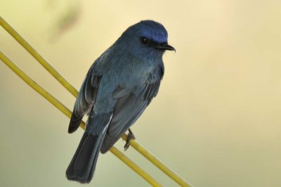 Flycatcher,Nilgiri 