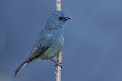 Nilgiri Flycatcher  Kerala