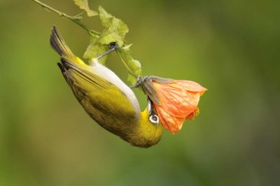 Oriental White Eye  Kerala