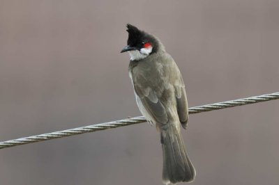 Red-whiskered Bulbul   Kerala