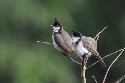 Red-whiskered Bulbul   Kerala