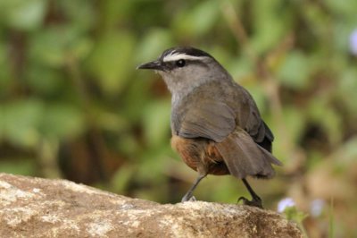 Grey Breasted Laughingthrush  Kerala