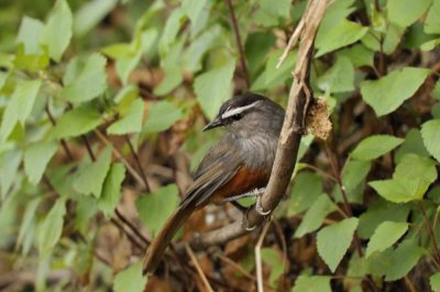 Grey Breasted Laughingthrush  Kerala