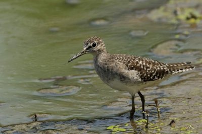 Wood Sandpiper  Kerala