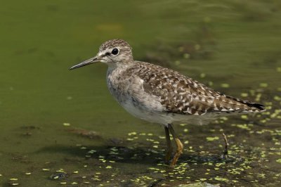 Sandpiper,Wood 