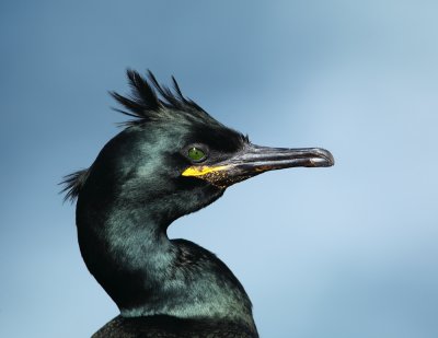 Shag  Scotland