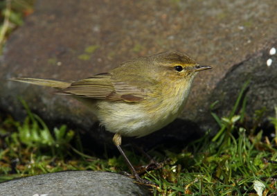 Chiff Chaff  Isle of May,Scotland