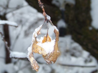 Ice/snow in a leaf