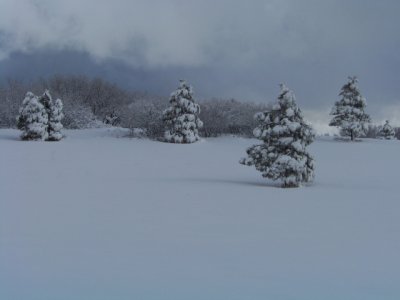 Pines in a field of snow