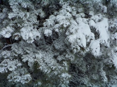 Snow/ice in a pine tree