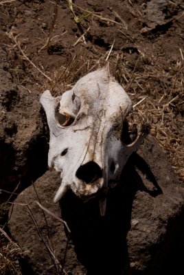 Desert Skull