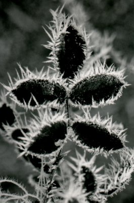 img012.JPG