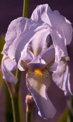 may_2012_flowers