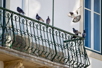 Pigeons