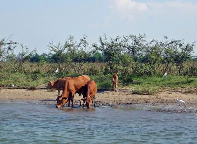 Cows, ducks and a bird