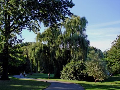 Giant willow tree