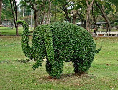 Topiary elephant