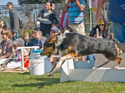 Woofstock Beverly Hills 2012