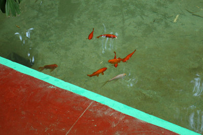 Fishes, Majorelle Garden