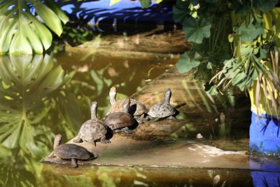Turtles, Majorelle Garden