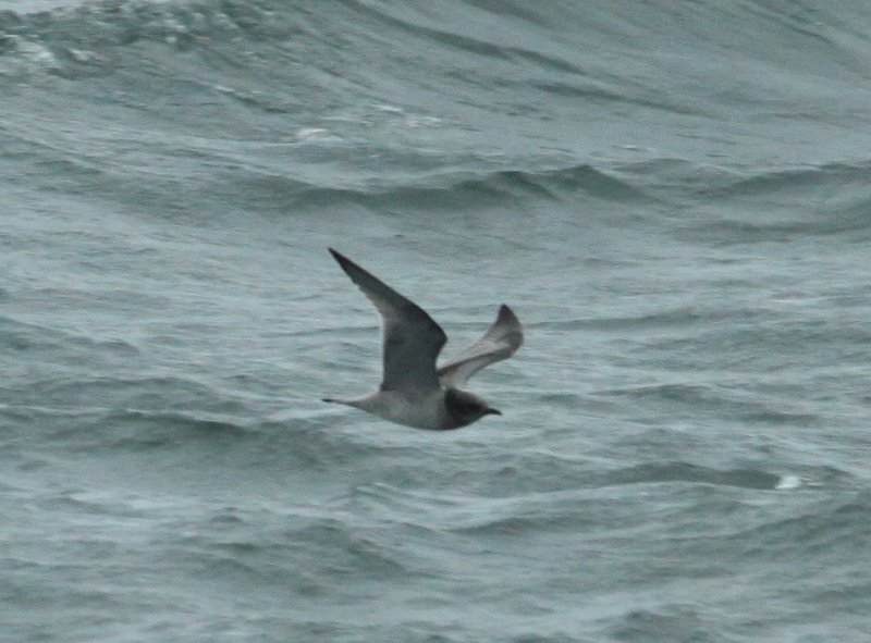 Mouette tridactyle mlanique, Les Escoumins