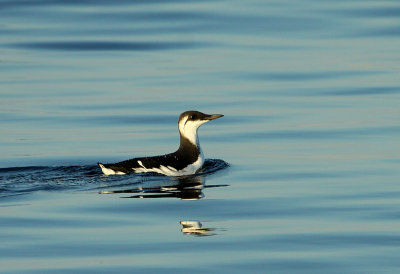 Guillemot marmette, large de Bergeronnes